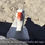 Piccolo Porto Di Cerro Lägenhet *