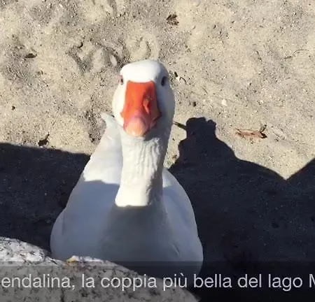 Piccolo Porto Di Cerro 아파트 *