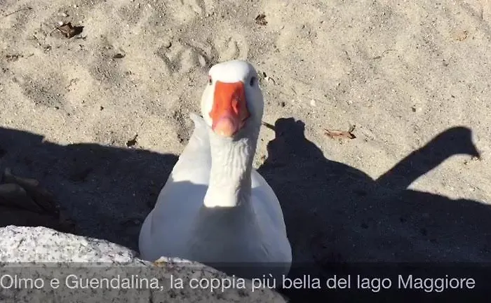 Piccolo Porto Di Cerro 아파트 *